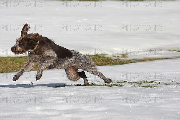 Hunting dog Bohemian Raubart