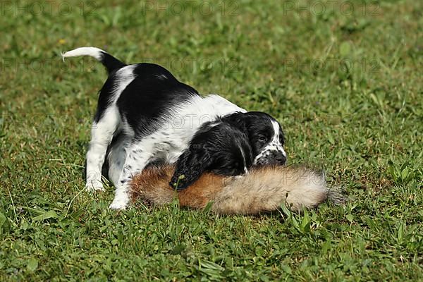 Hunting dog