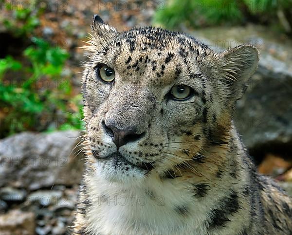 Snow leopard