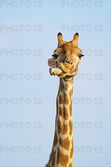 Giraffe