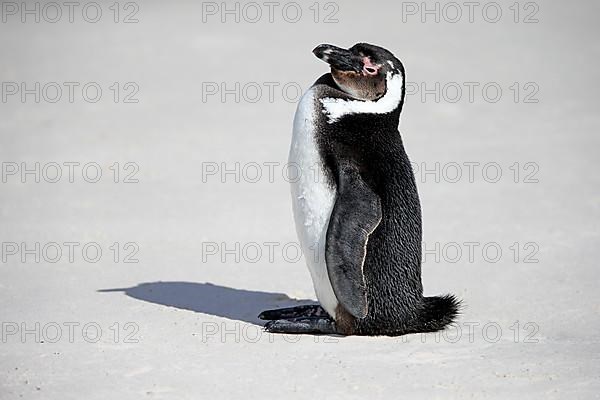 African penguin