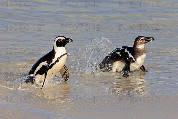 African penguin