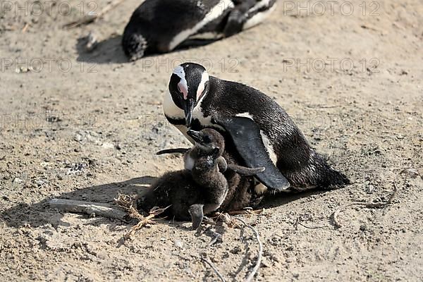 African penguin