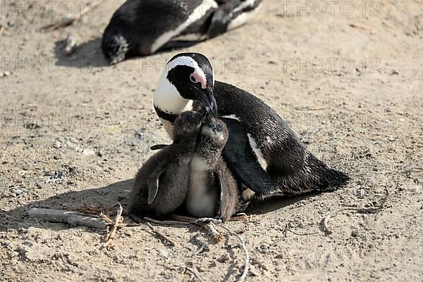 African penguin