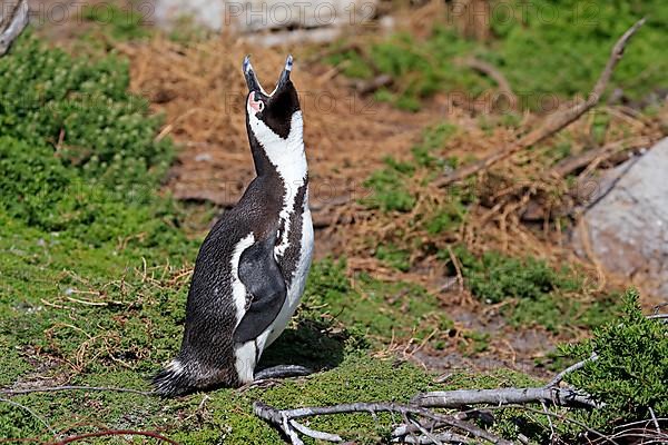 African penguin