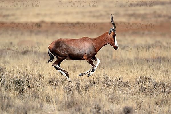 Bontebok