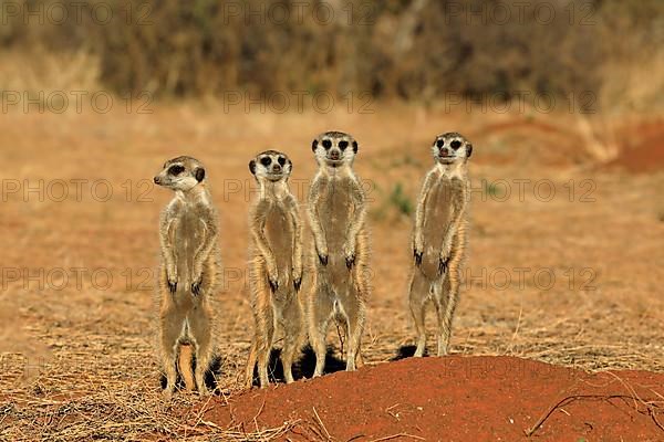 Meerkats