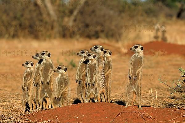 Meerkats