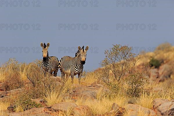 Hartmann's mountain zebra