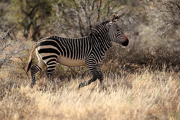 Cape Mountain Zebra