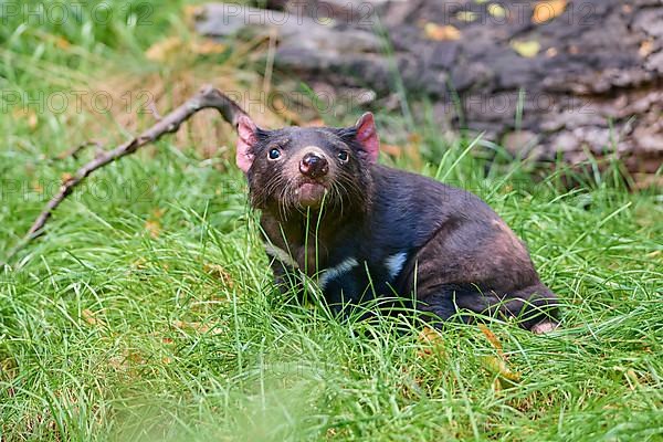 Tasmanian devil