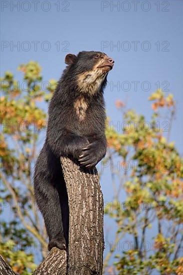 Sun bear