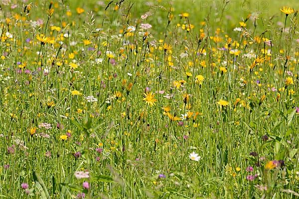 Mountain meadow with wildflowers