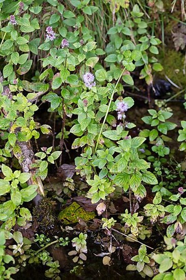 Water mint