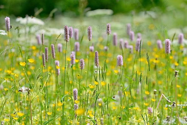 Mountain meadow with wildflowers