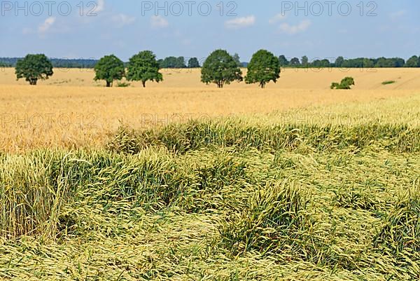 Grain field