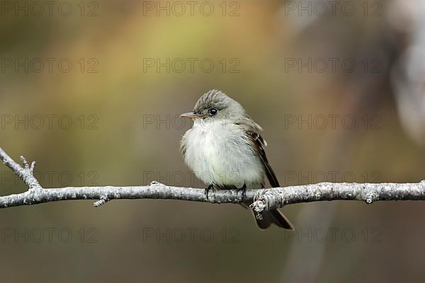 Least flycatcher