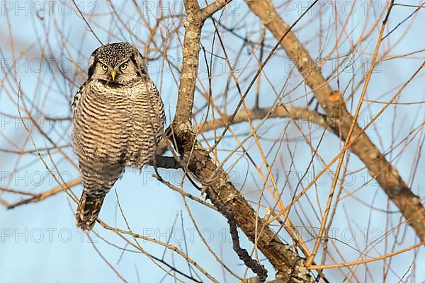 Hawk owl