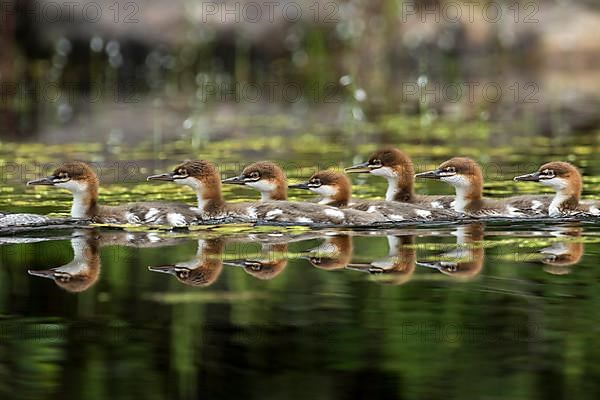 Common mergansers.