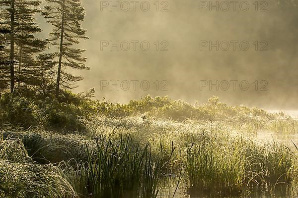 Marshland and mist at dawn