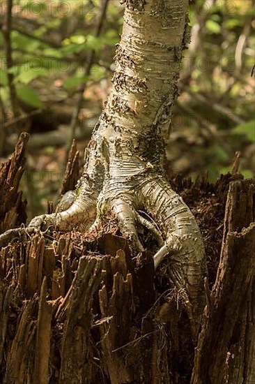 Birch tree growing on an old stump