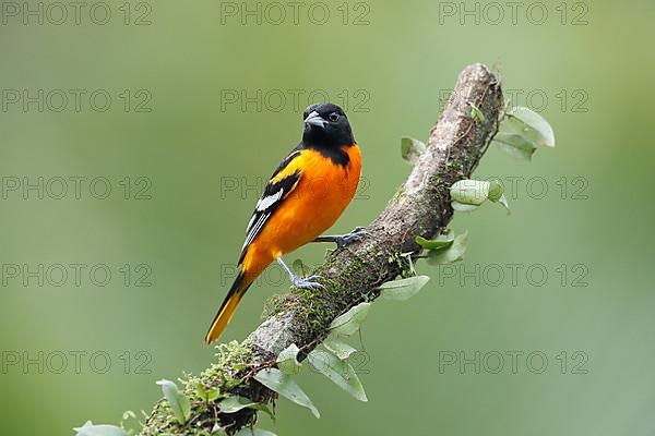 Baltimore oriole