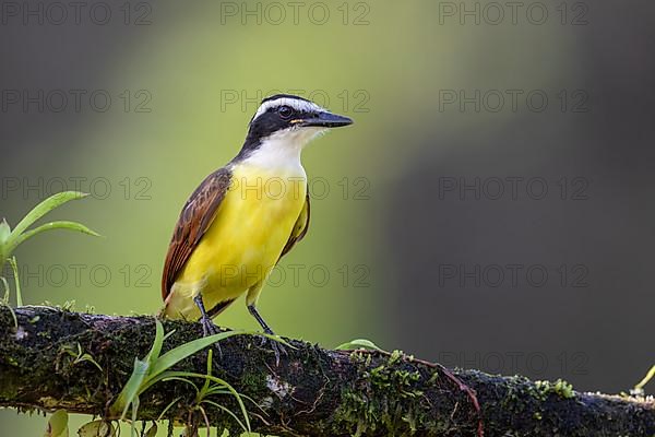 Great kiskadee