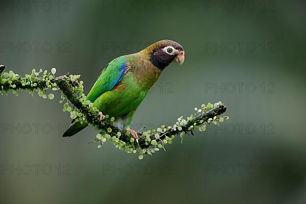 Brown-hooded parrot