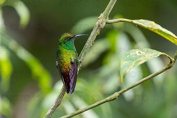 Coppery-headed emerald