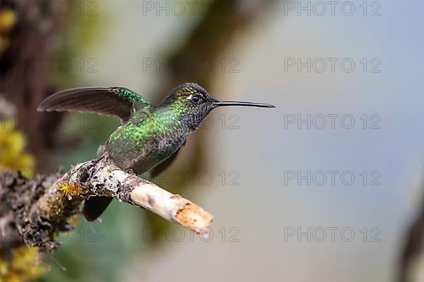 Talamanca hummingbird