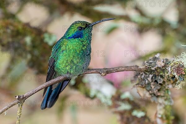 Mexican violetear