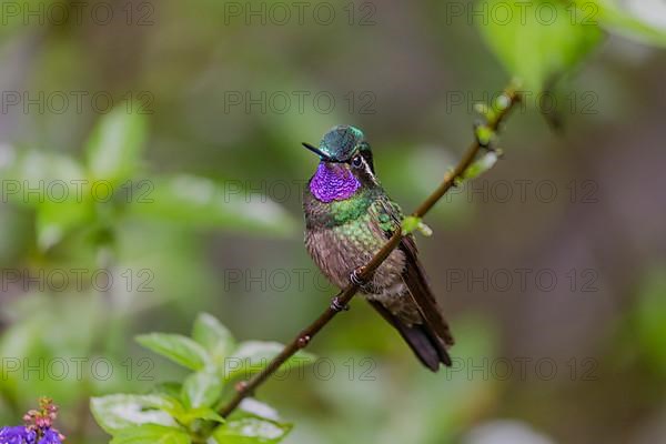 Purple-throated nymph