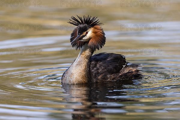 Great Crested Grebe