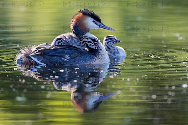 Great Crested Grebe