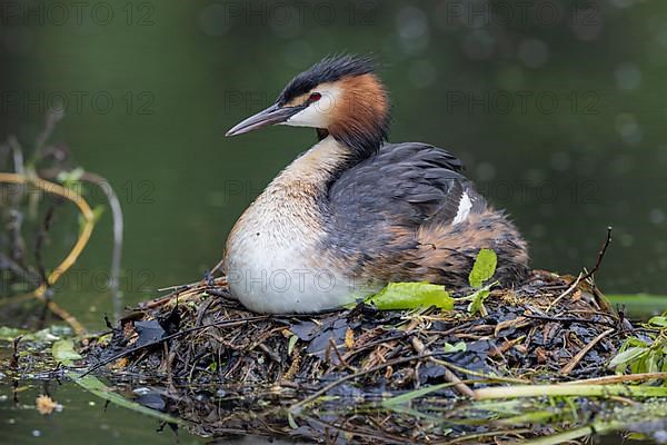 Great Crested Grebe