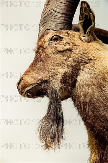 Wild brown mountain goat with two huge horns