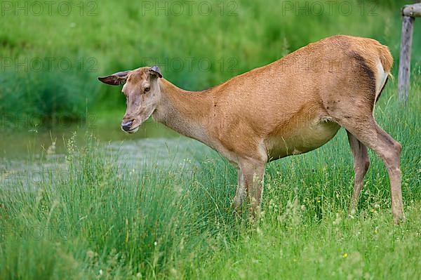 Red Deer