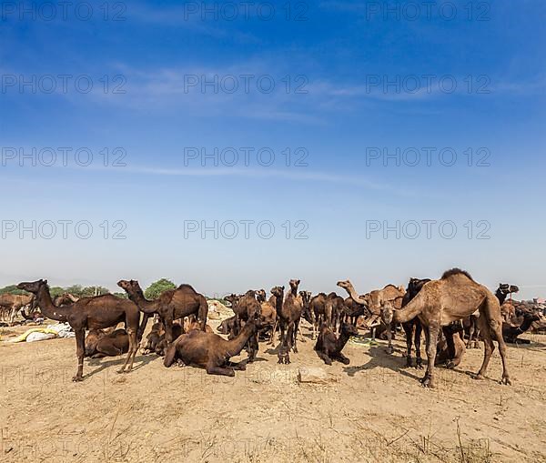 Camels at Pushkar Mela