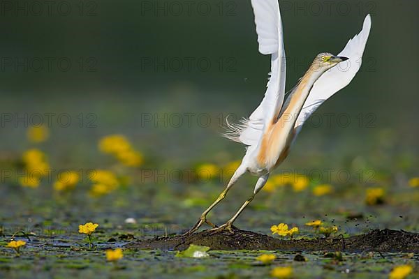 Squacco Heron