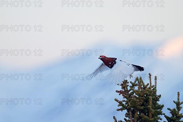 Willow Grouse