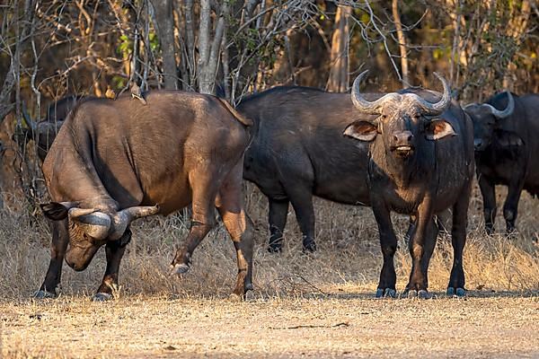 African buffalo