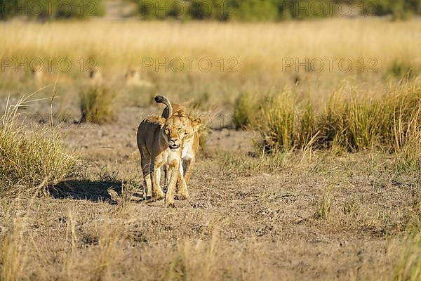 Lionesses