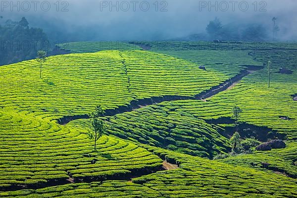 Kerala India travel background