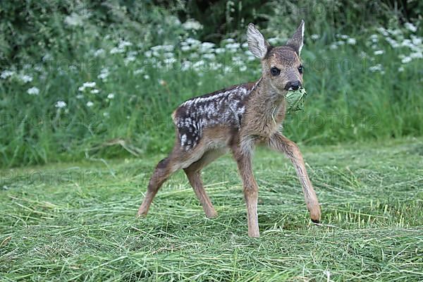 European roe deer