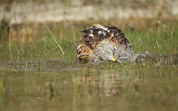 Red Kite