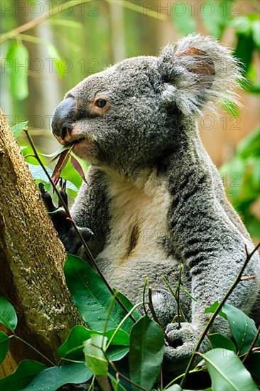 Koala