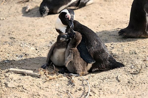 African penguin