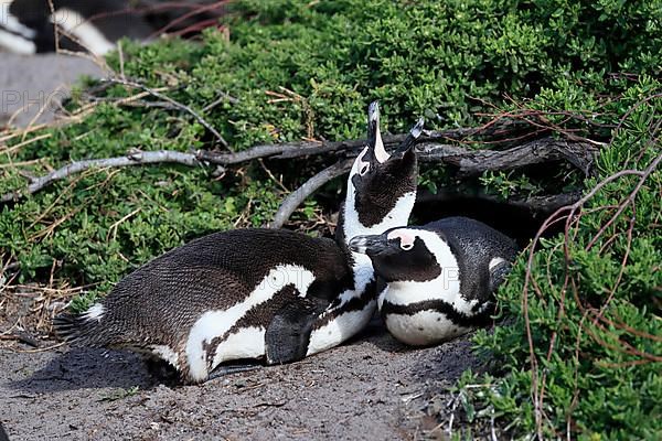 African penguin