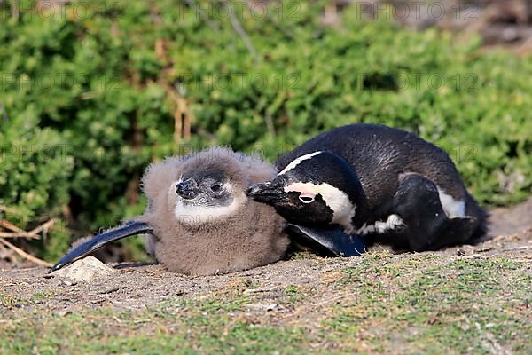 African penguin