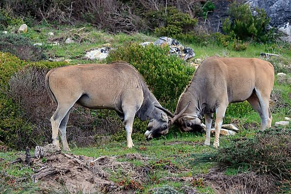 Common eland